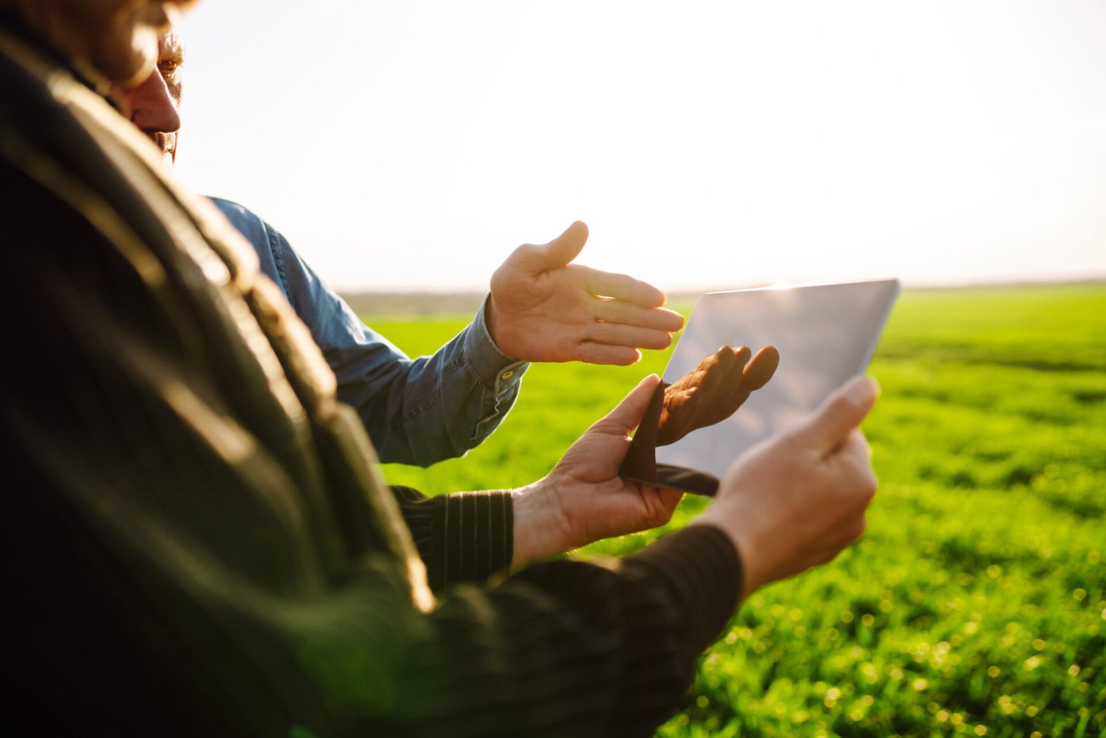 Two Farmers uses specialized app on digital tablet for checking wheat. Agriculture, ecology concept.